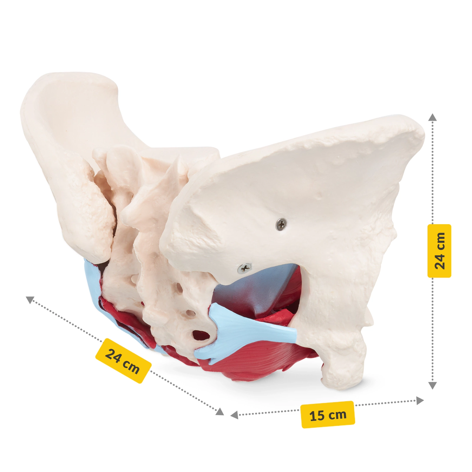 model anatomiczny miednicy kobiety z miesniami w skali 1:1