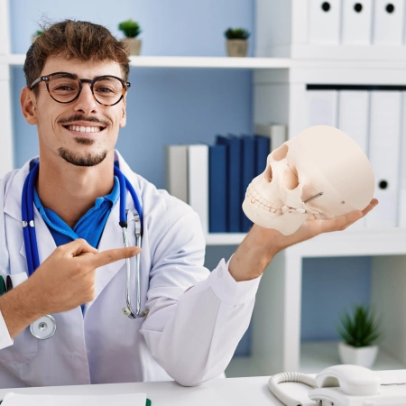 Az emberi koponyát ábrázoló anatómiai modell