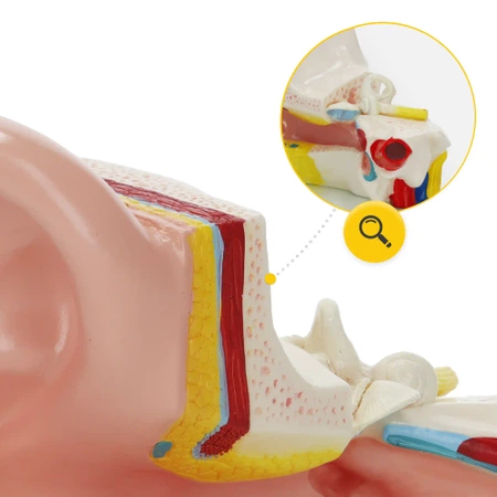 Az emberi fül metszeti anatómiai modellje 3:1 méretarányban