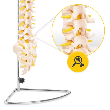 Az emberi gerincet ábrázoló anatómiai modell