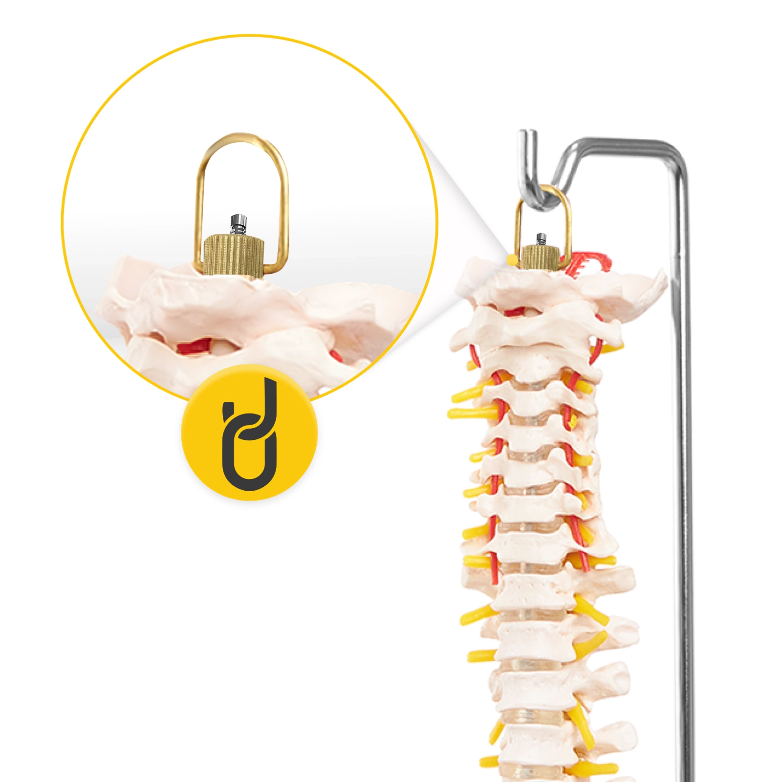 anatomiczny model kregoslupa skala 1:1