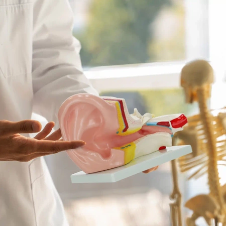 Az emberi fül metszeti anatómiai modellje 3:1 méretarányban