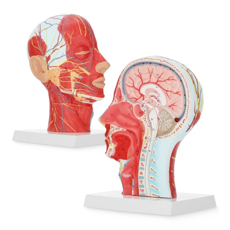 Életnagyságú 1:1 anatómiai modell az emberi fej keresztmetszetéről