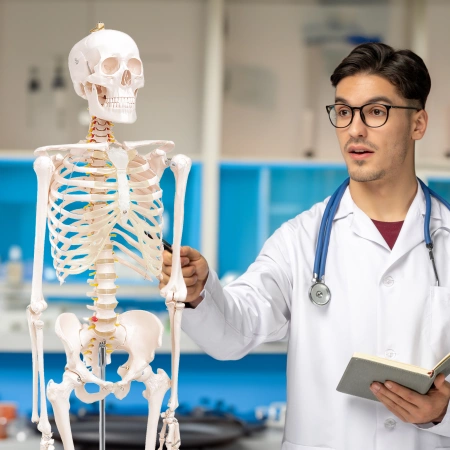 Emberi csontváz 180 cm-es anatómiai modell