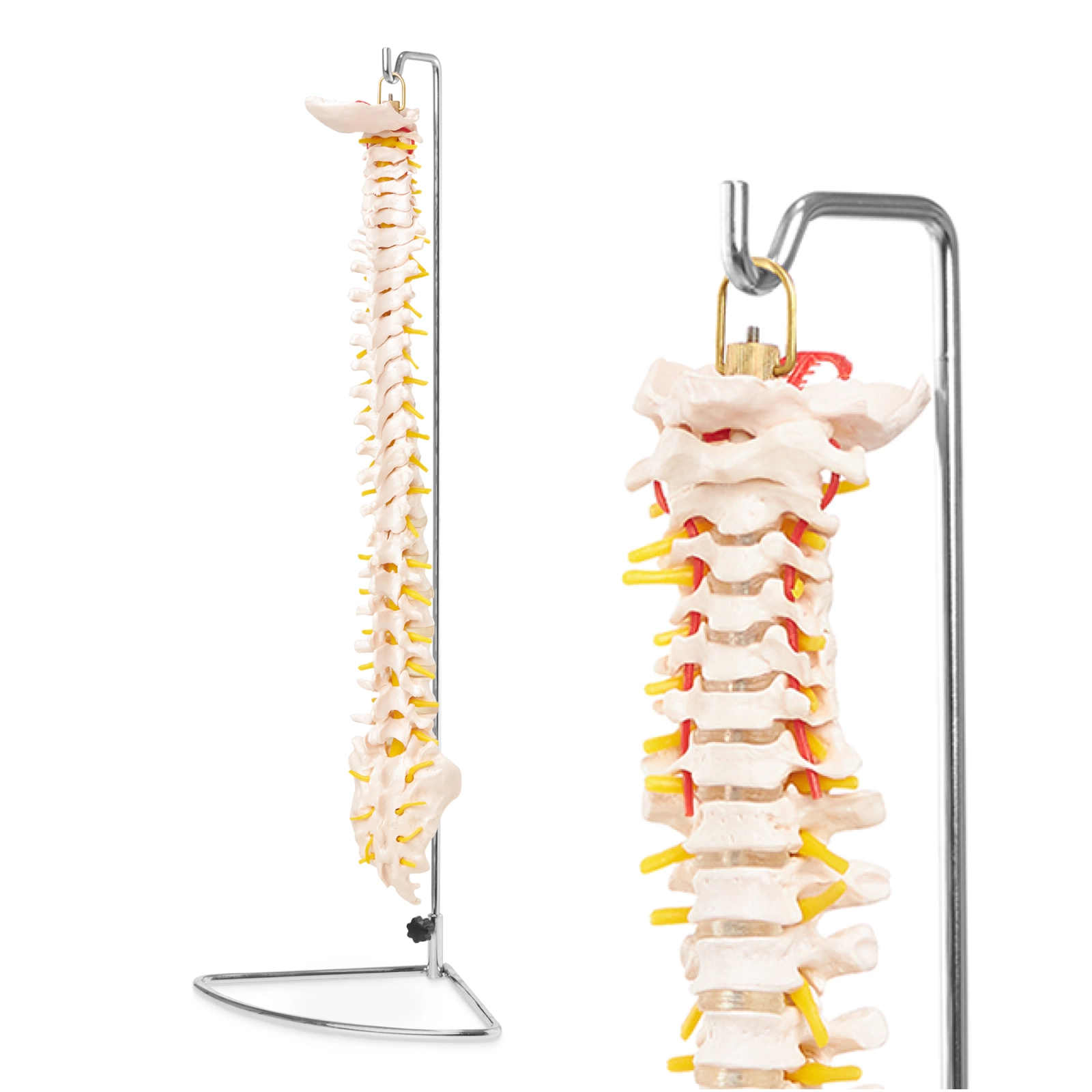 anatomiczny model kregoslupa skala 1:1