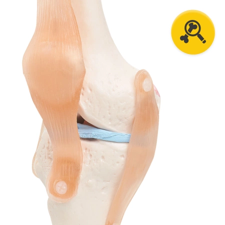 A térdízületet ábrázoló anatómiai modell