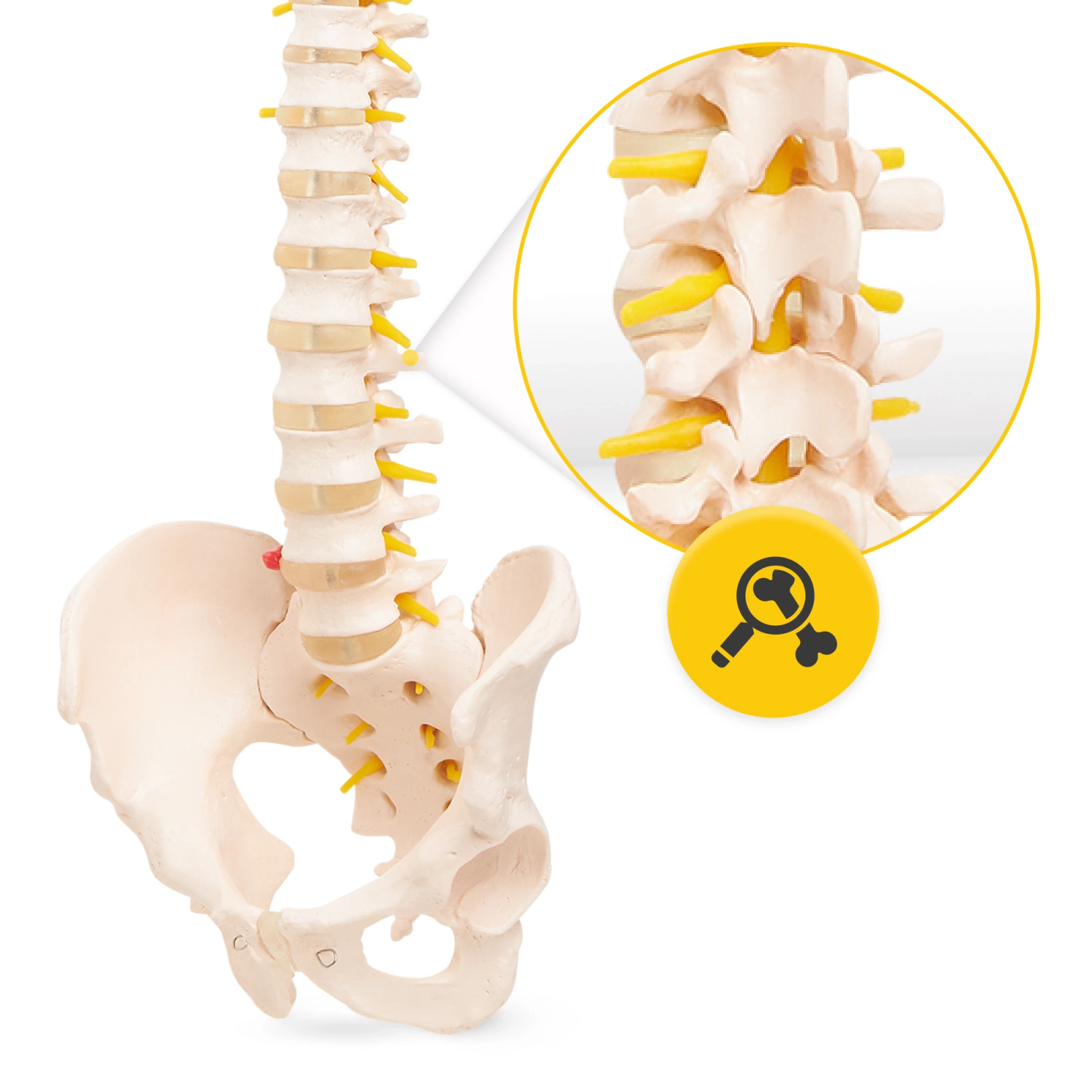 anatomiczny model kregoslupa z miednica 1:1