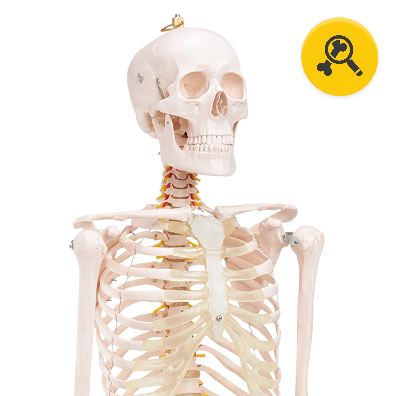 anatomiczny model szkielet czlowieka