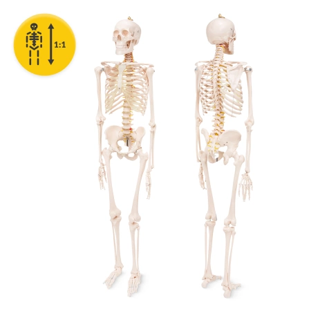 Emberi csontváz 180 cm-es anatómiai modell