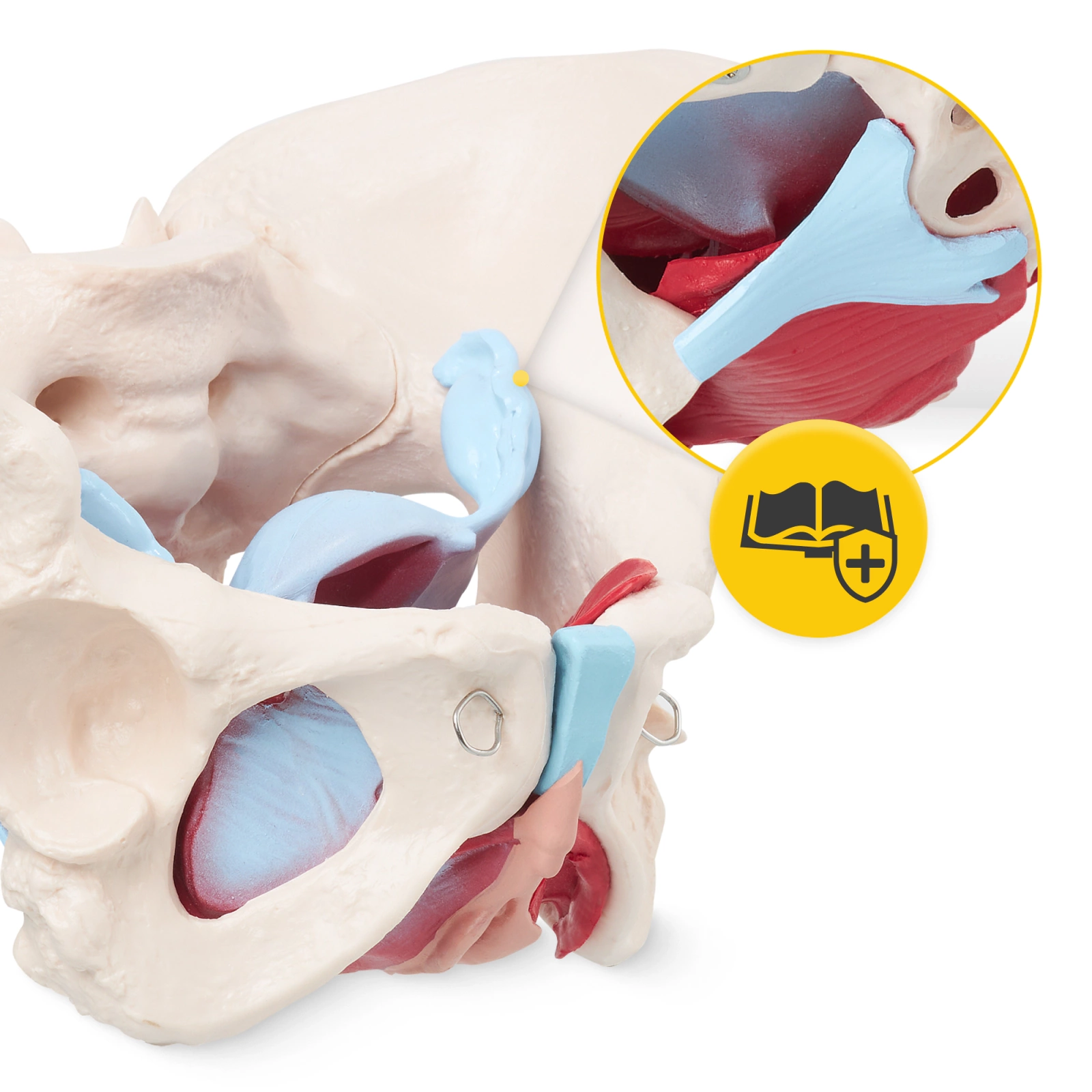 model anatomiczny miednicy kobiety z miesniami w skali 1:1