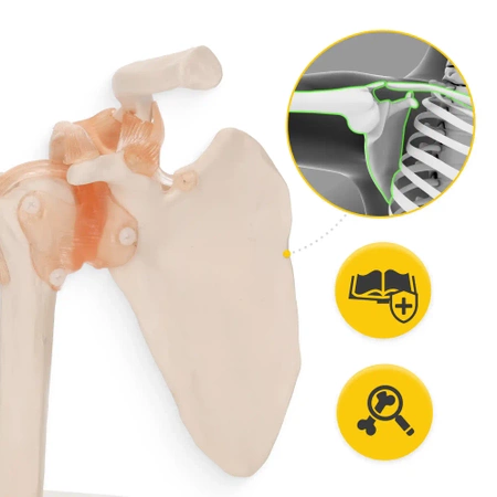 A vállízületet és szalagjait ábrázoló élethű, 1:1-es méretű, anatómiai modell