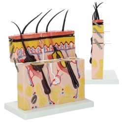 Az emberi bőr keresztmetszeti anatómiai modellje