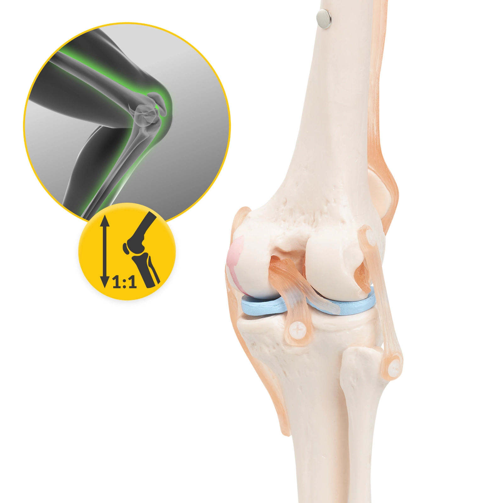 model anatomiczny kolana staw kolanowy