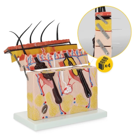 Az emberi bőr keresztmetszeti anatómiai modellje