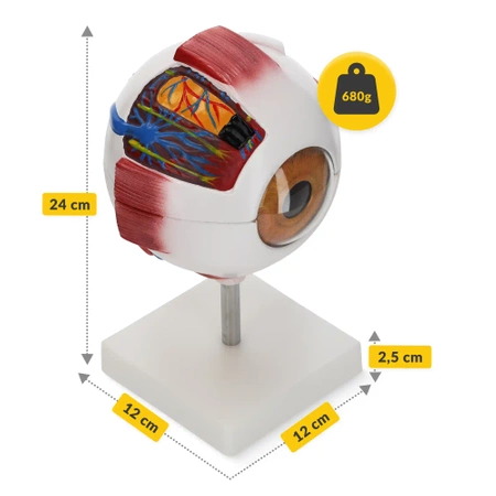 3D anatómiai szem modell