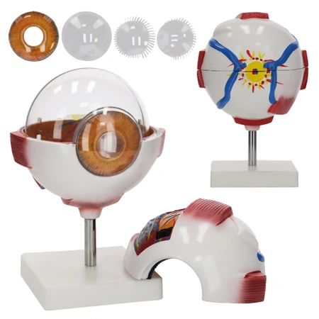 3D nagyítású anatómiai szemmodell