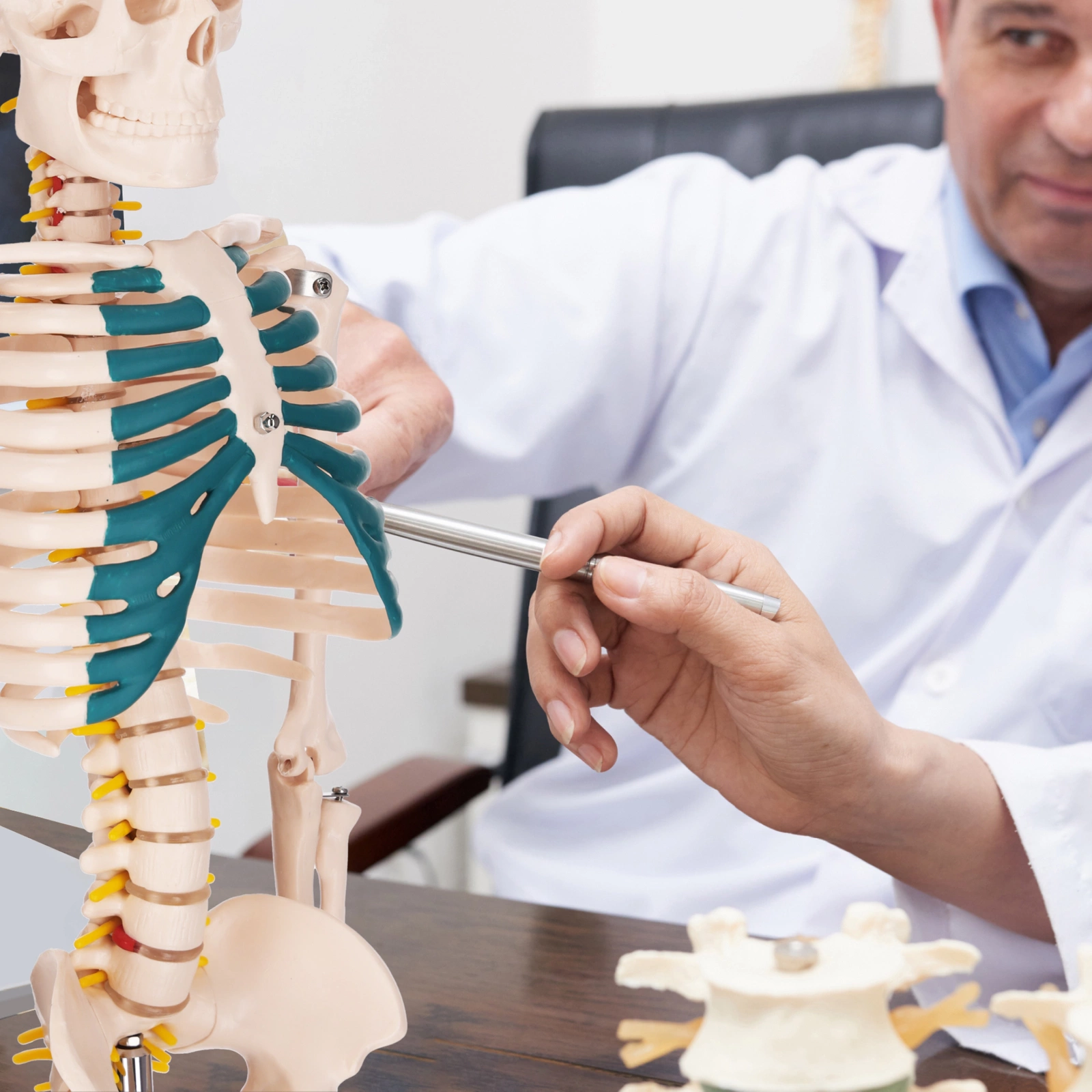 model anatomiczny szkielet człowieka układ kostny nauka anatomia