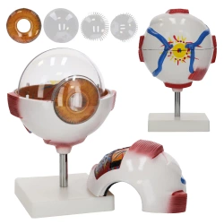 3D nagyítású anatómiai szemmodell