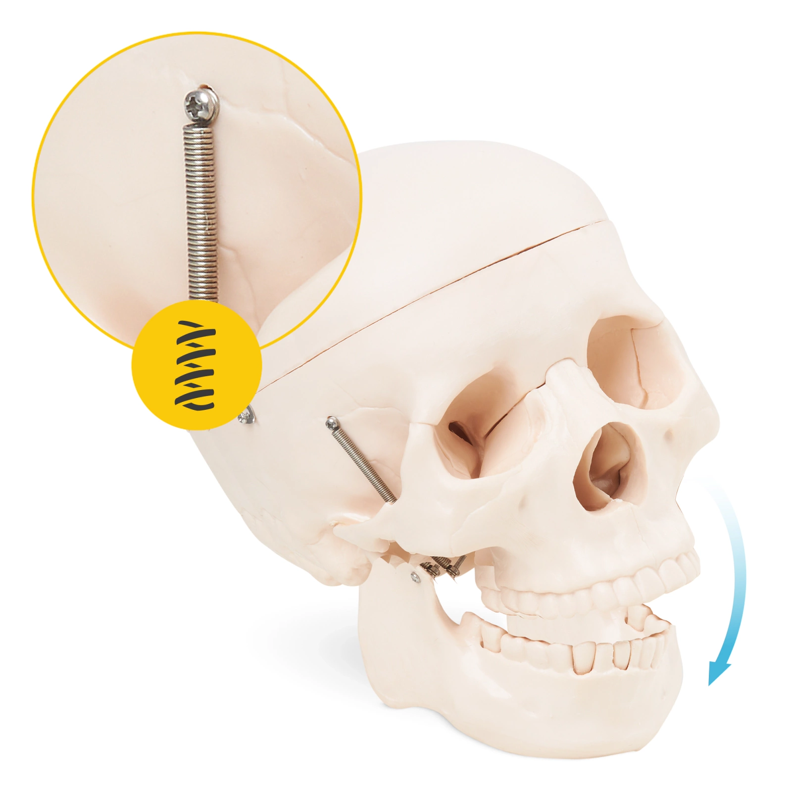 czaszka ludzka model anatomiczny 1:1