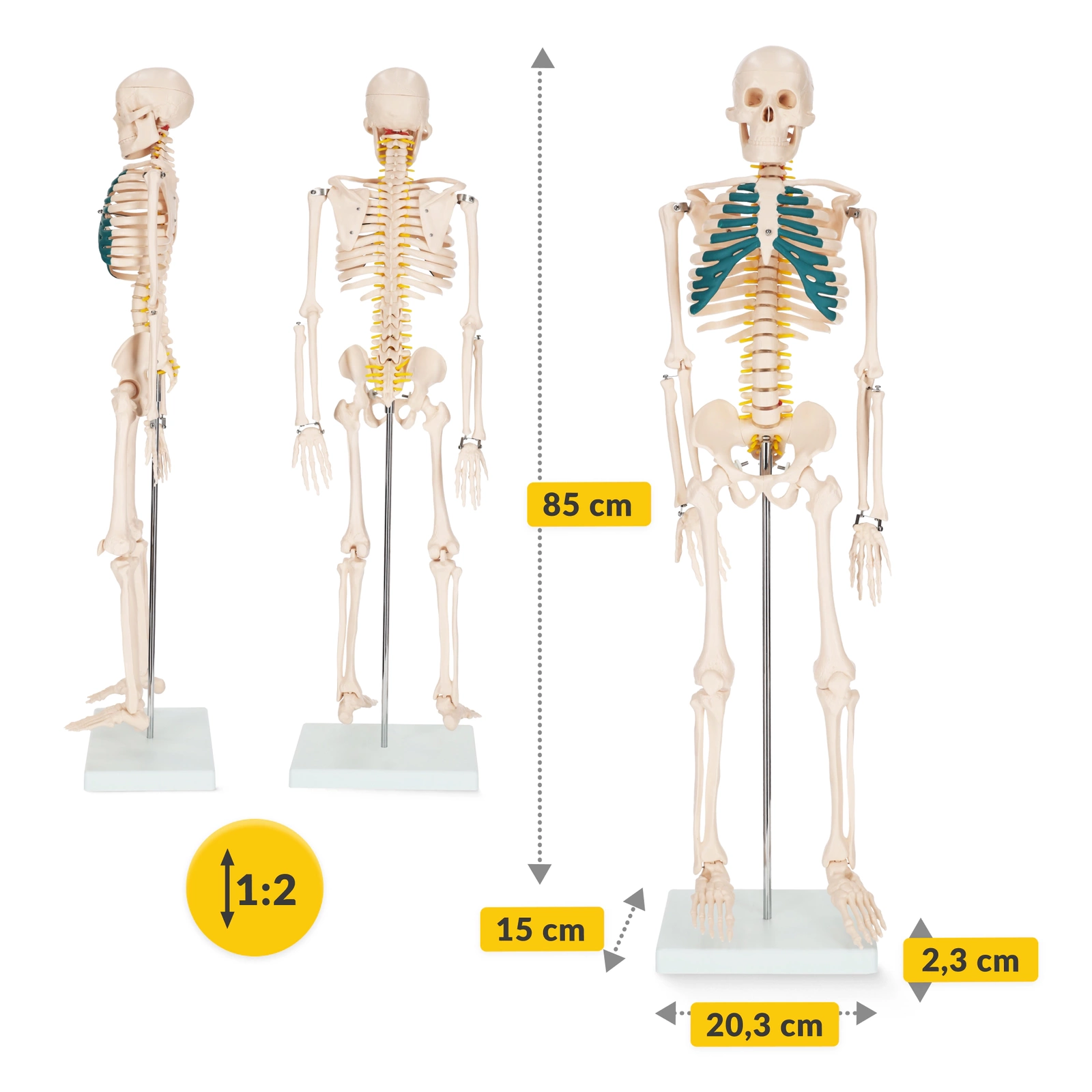 model anatomiczny szkielet człowieka układ kostny nauka anatomia