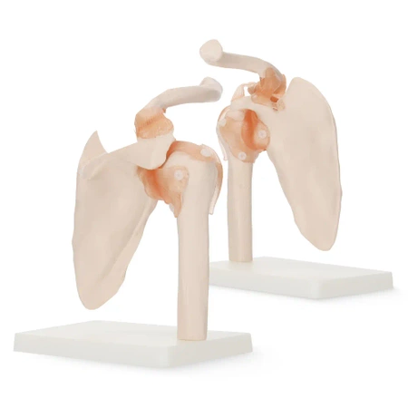 A vállízületet és szalagjait ábrázoló élethű, 1:1-es méretű, anatómiai modell