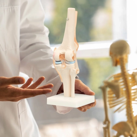 A térdízületet ábrázoló anatómiai modell