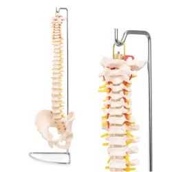 Az emberi gerincet és a medencecsontot ábrázoló anatómiai modell