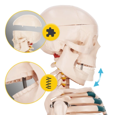 Emberi csontváz 85 cm-es anatómiai modell