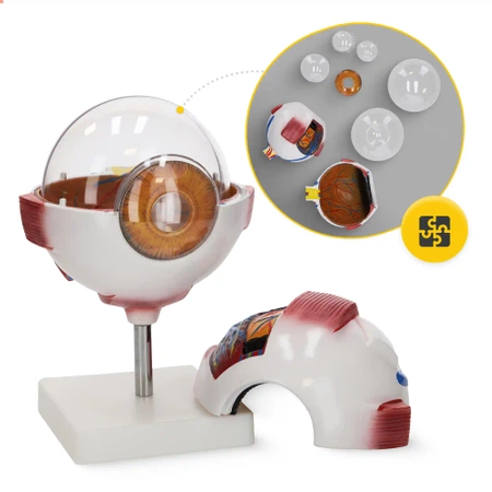 3D nagyítású anatómiai szemmodell