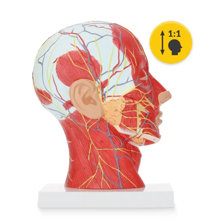 Életnagyságú 1:1 anatómiai modell az emberi fej keresztmetszetéről