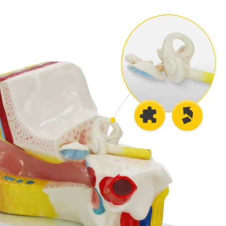 Az emberi fül metszeti anatómiai modellje 3:1 méretarányban