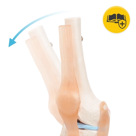 A térdízületet ábrázoló anatómiai modell