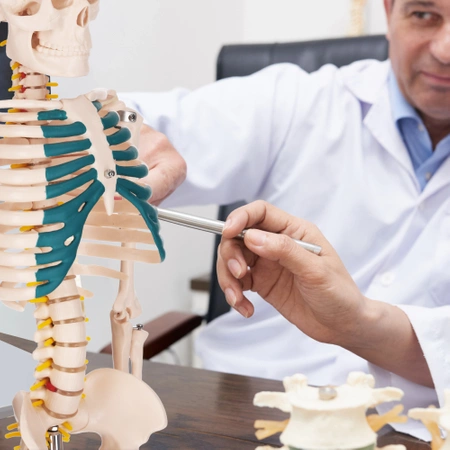 Emberi csontváz 85 cm-es anatómiai modell