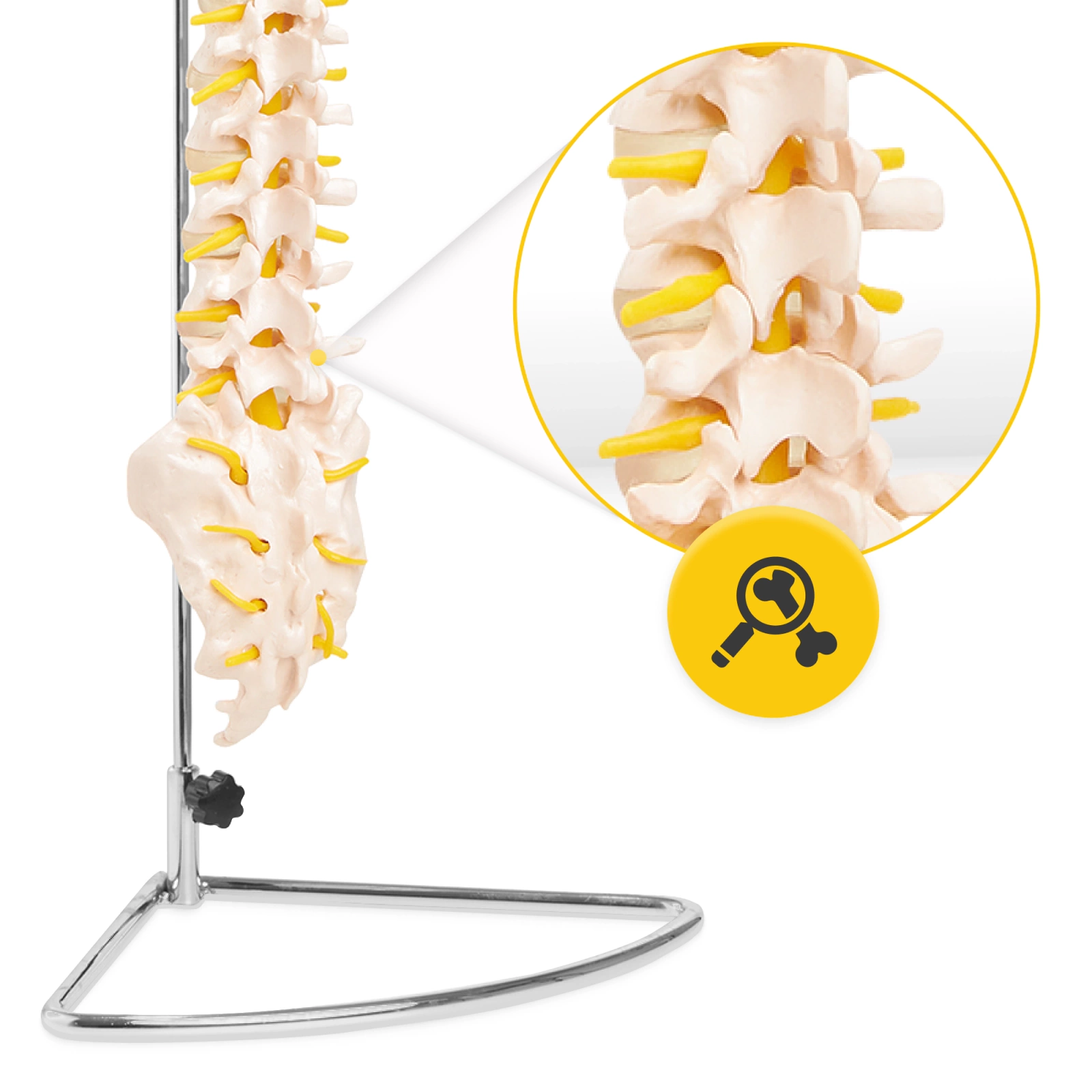anatomiczny model kregoslupa skala 1:1