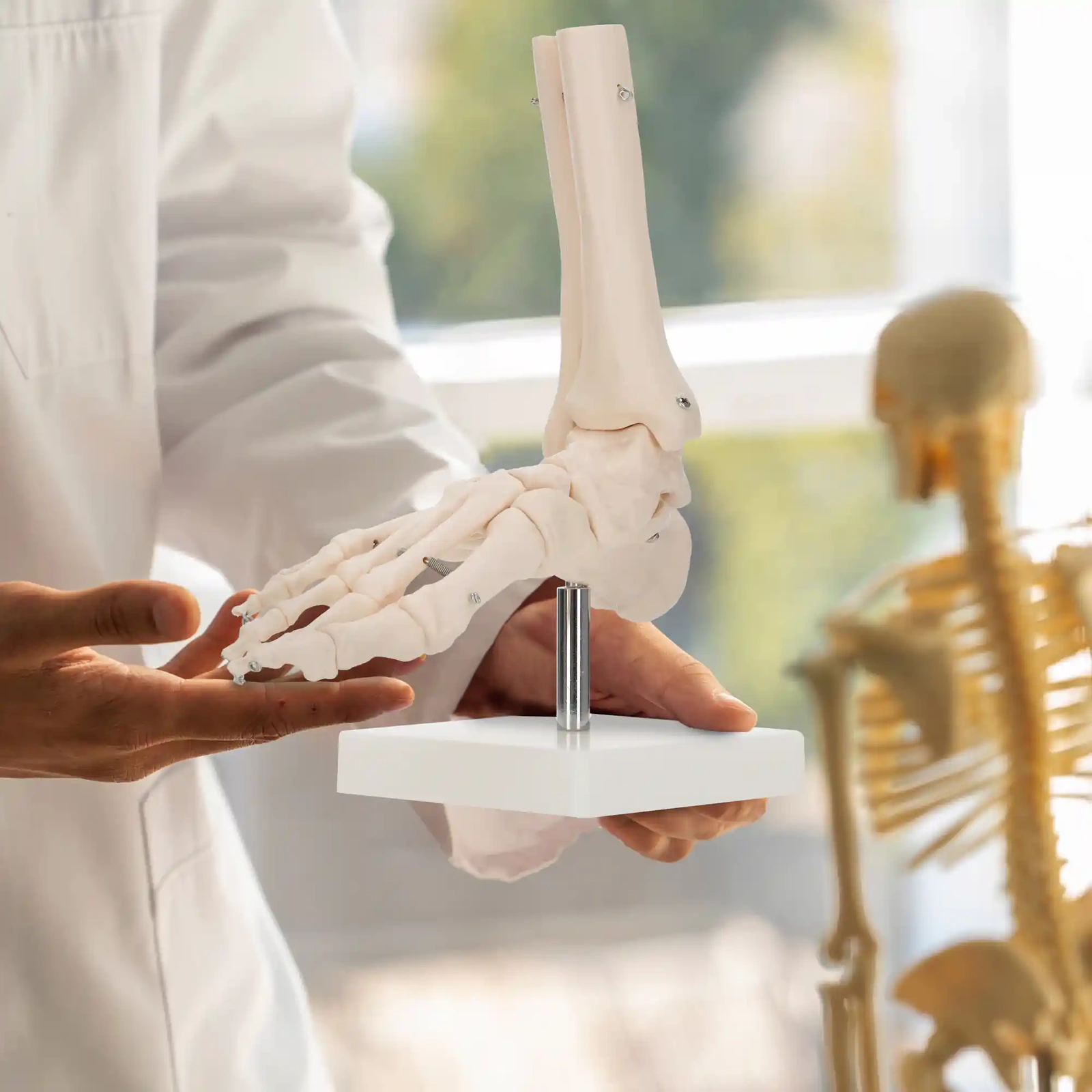 anatomiczny model stawu skokowego