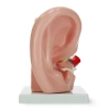 Az emberi fül metszeti anatómiai modellje 3:1 méretarányban