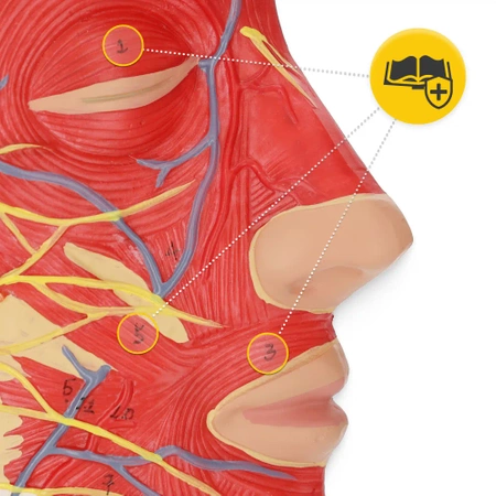 Életnagyságú 1:1 anatómiai modell az emberi fej keresztmetszetéről