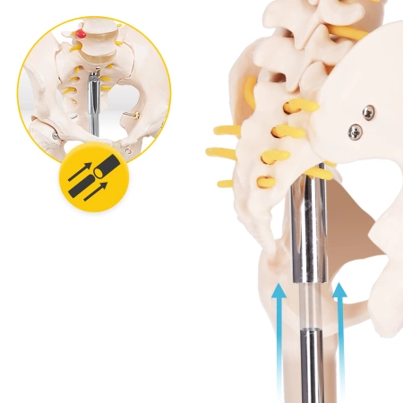 Emberi csontváz 180 cm-es anatómiai modell