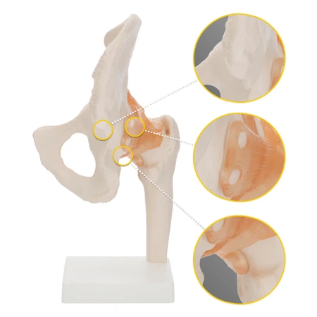 A csípőízületet és szalagjait ábrázoló élethű, 1:1-es méretű, anatómiai modell