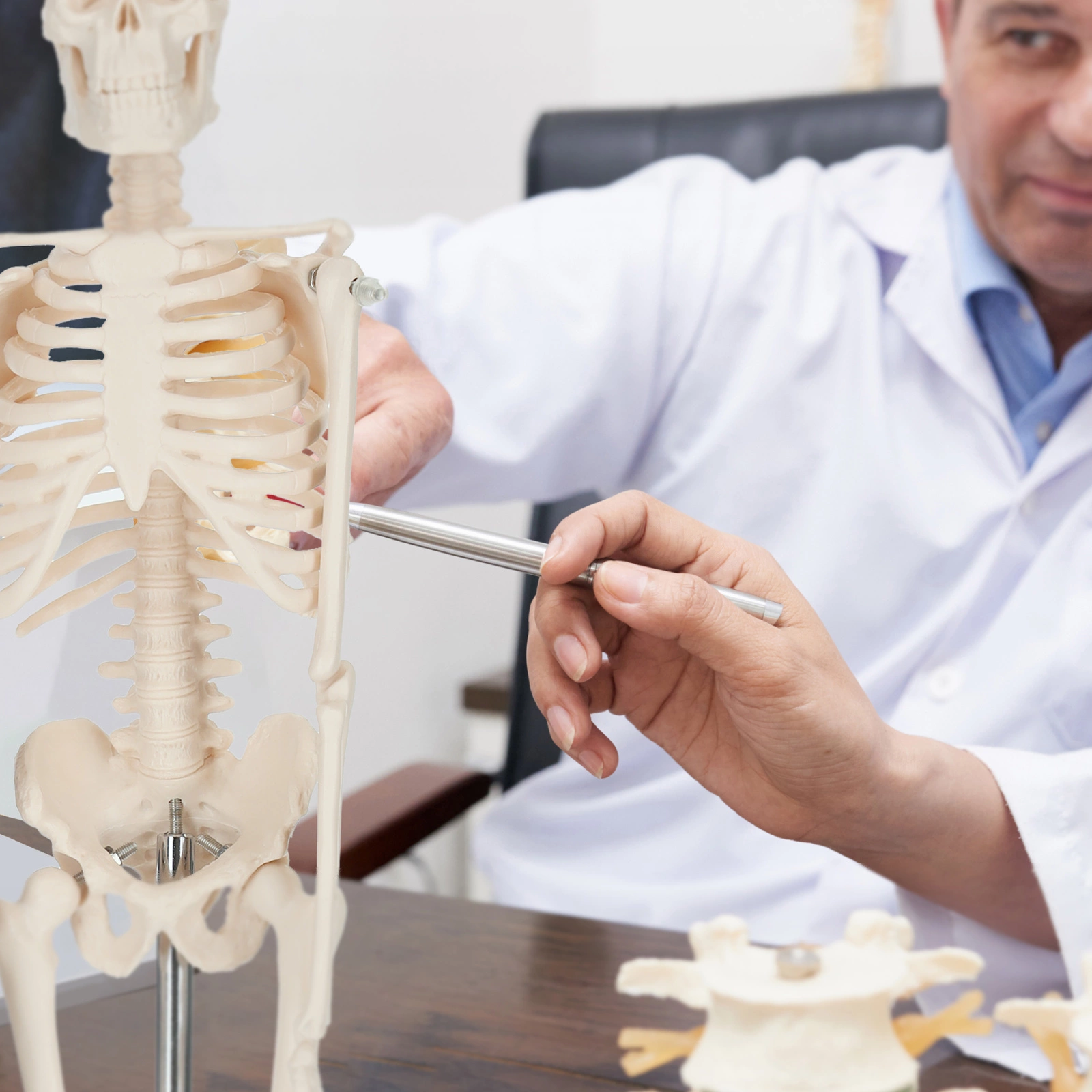 model anatomiczny szkielet człowieka