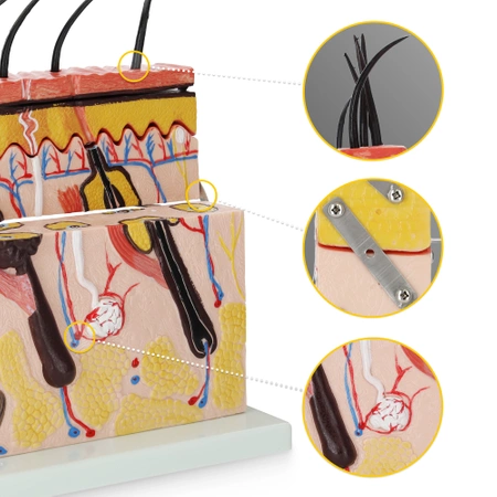 Az emberi bőr keresztmetszeti anatómiai modellje