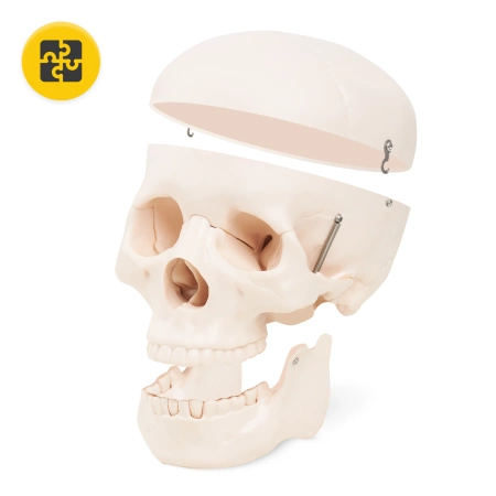 Az emberi koponyát ábrázoló anatómiai modell