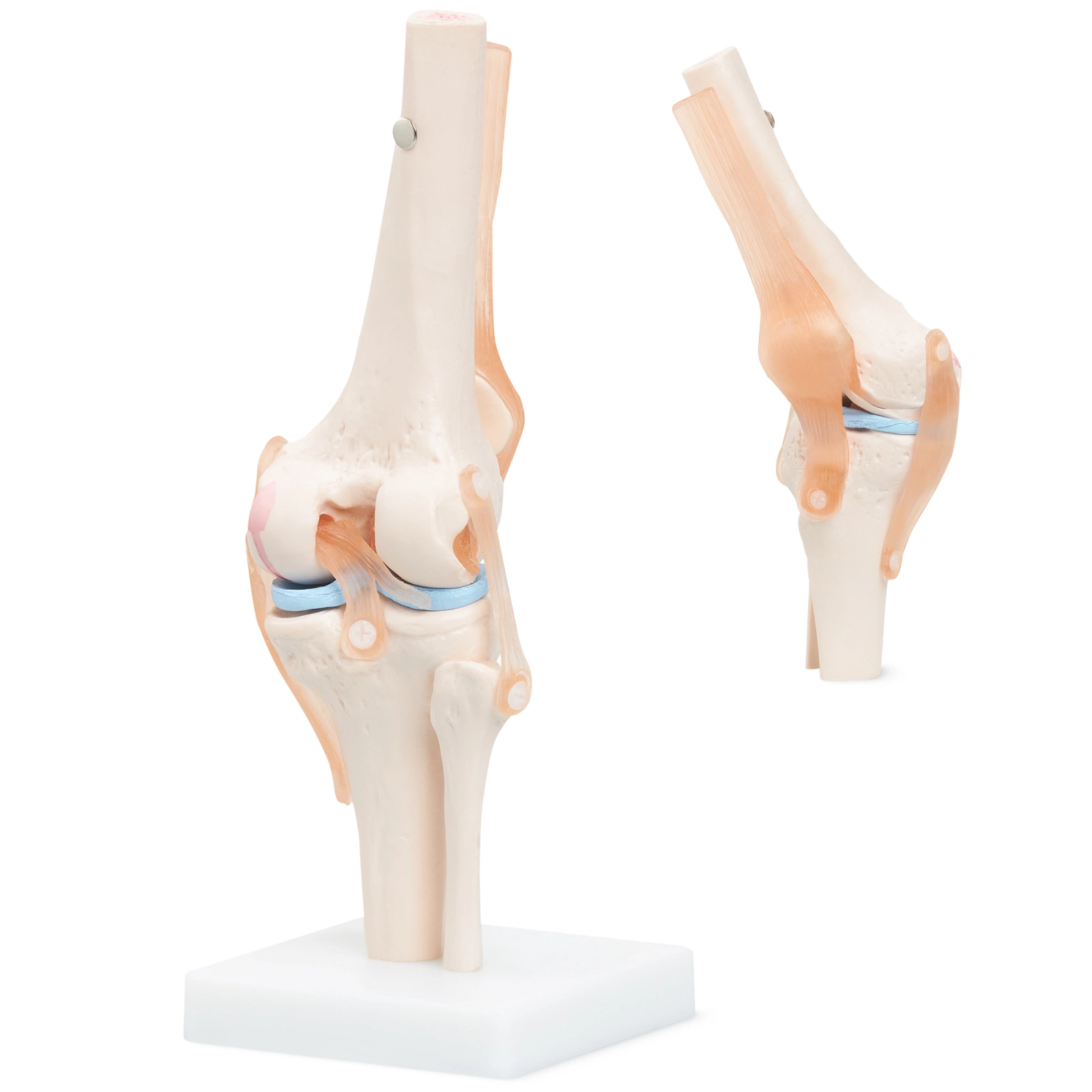 model anatomiczny kolana staw kolanowy