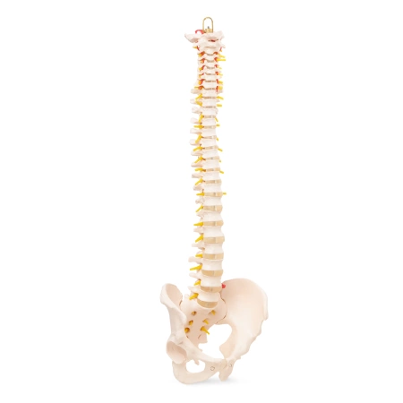 Az emberi gerincet és a medencecsontot ábrázoló anatómiai modell