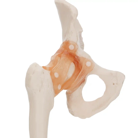 A csípőízületet és szalagjait ábrázoló élethű, 1:1-es méretű, anatómiai modell