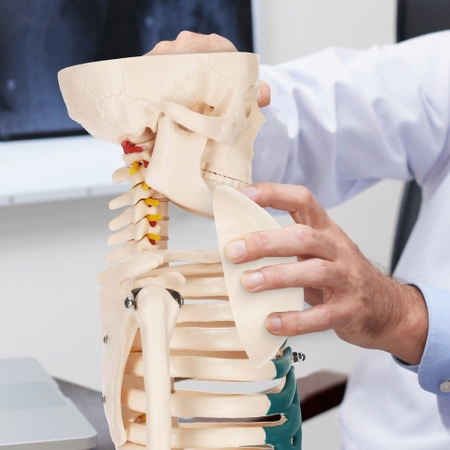 Emberi csontváz 85 cm-es anatómiai modell