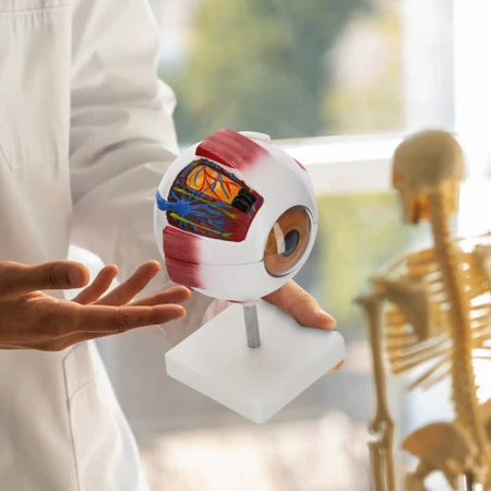 3D nagyítású anatómiai szemmodell