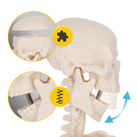Emberi csontváz 45 cm-es anatómiai modell