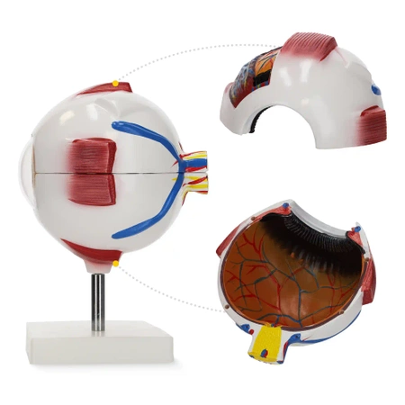3D anatómiai szem modell
