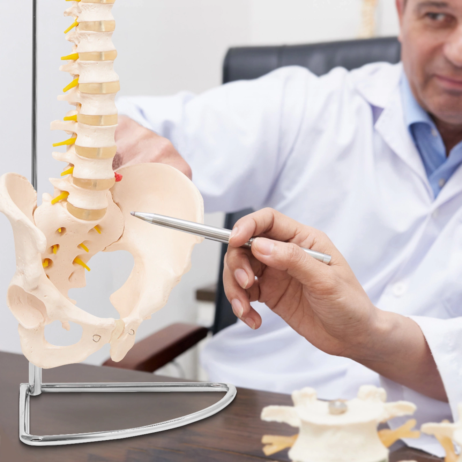 anatomiczny model kregoslupa z miednica 1:1